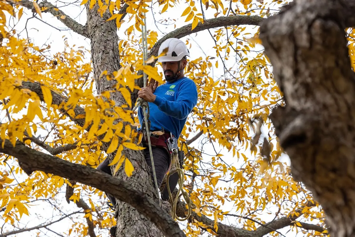 Skilled Tree Pruning crew working in Mayville