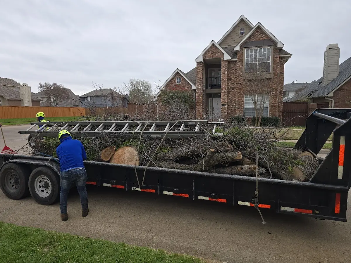 Expert Deadwooding with proper safety equipment in Mayville
